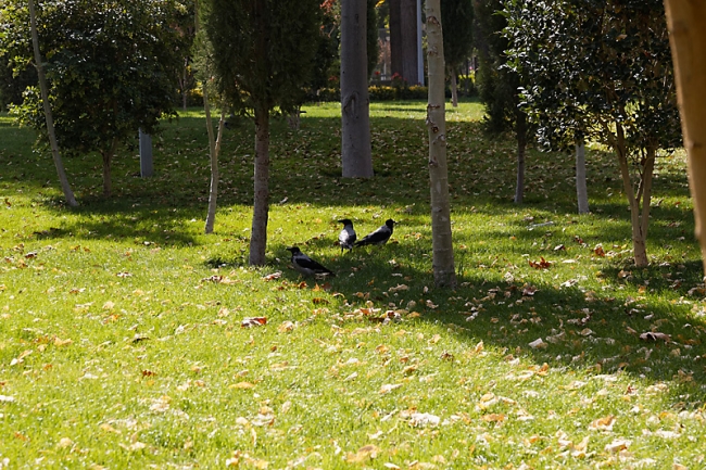 Ispahan-Palais des 40 colonnes-007